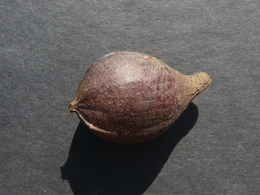 {Carya glabra}